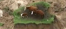 Stranded Cows