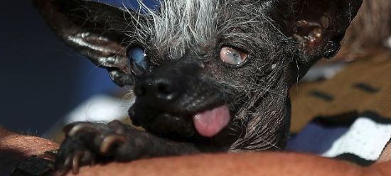 Ugliest Dog 2016